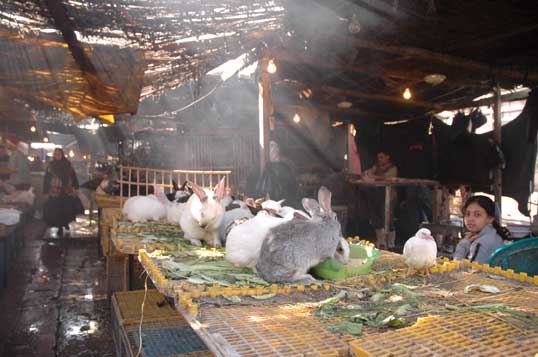 Cairo-market-5